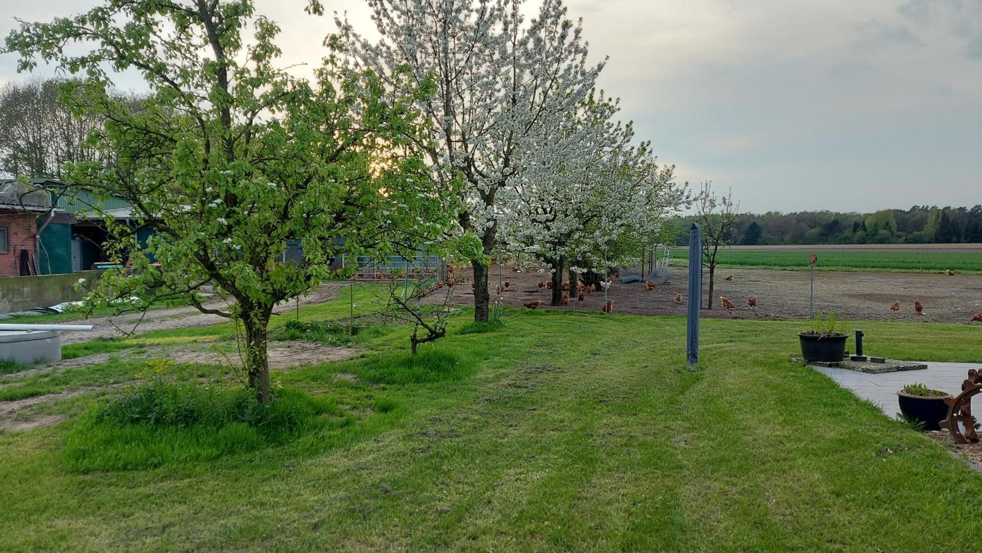 Huehnerhof-Roehrs Appartement Schneverdingen Buitenkant foto